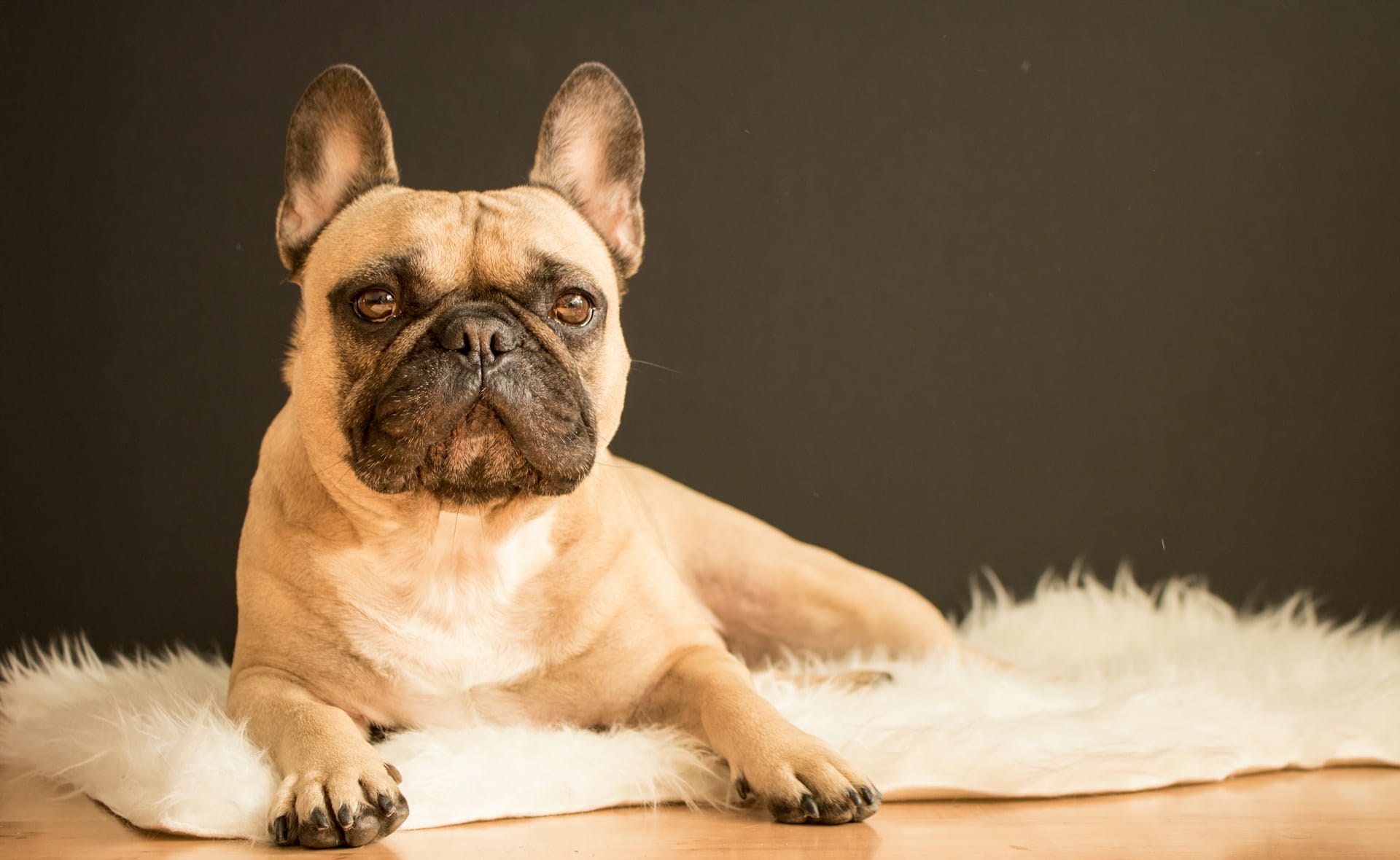Buldog Francuski