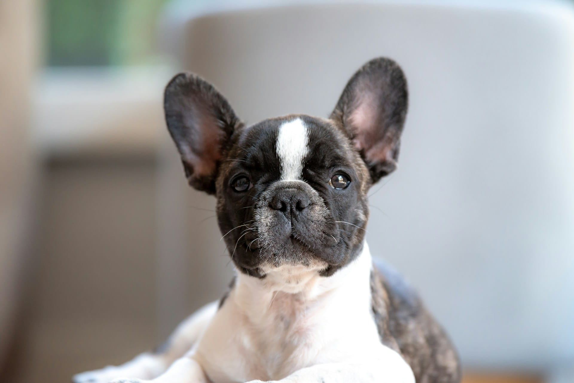 Lady Margot Belle