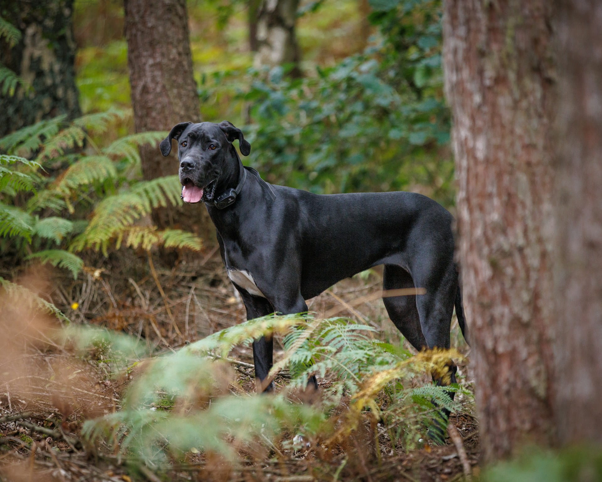 Dog Niemiecki