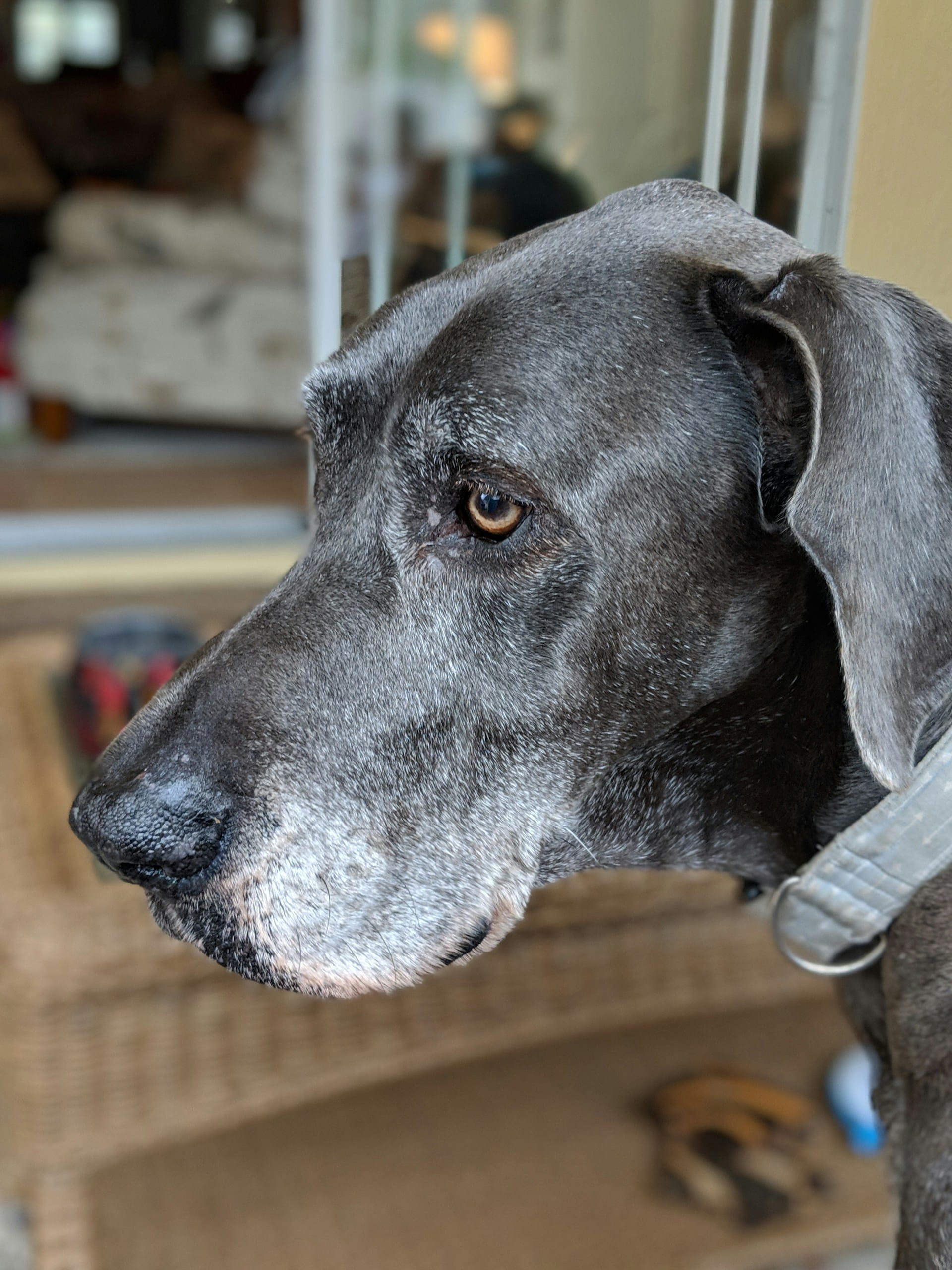 Duke of Silverstone